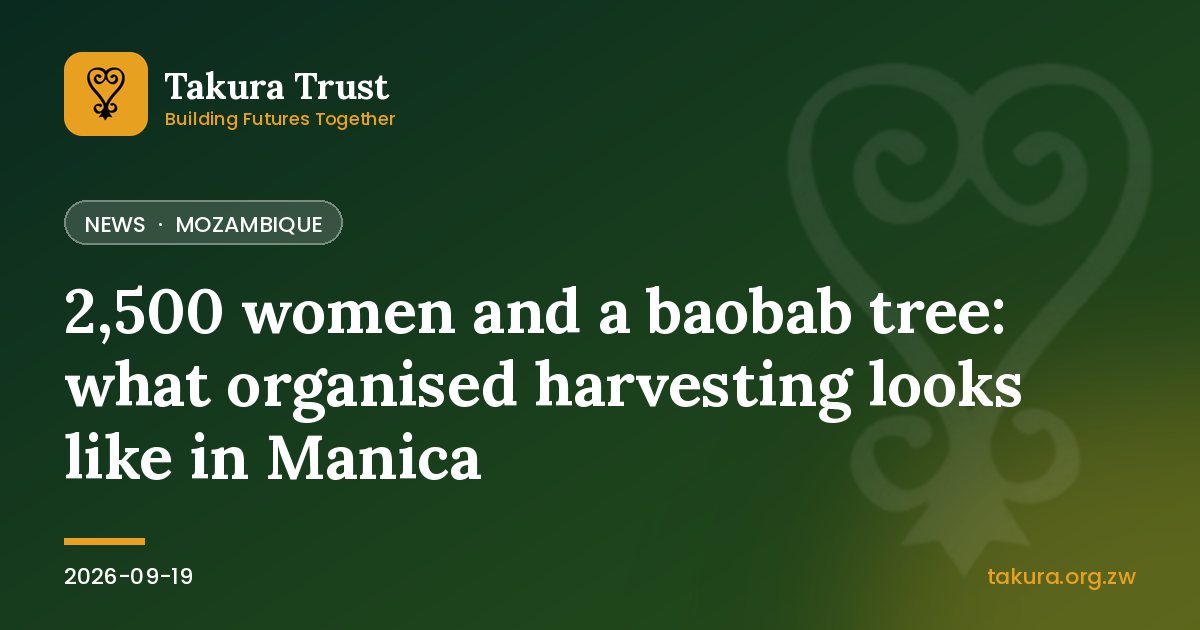 2,500 women and a baobab tree: what organised harvesting looks like in Manica